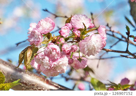 ピンク色の八重桜（春、四月） 126907152