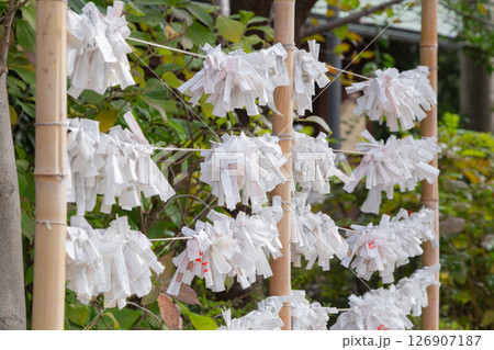 【日本】東京都中央区の住吉神社の境内の竹に渡された紐に結びつけられたたくさんのおみくじ 126907187