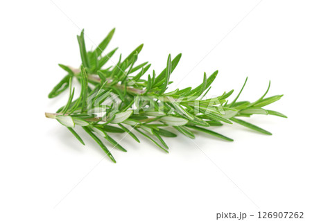 Rosemary twig isolated on white background. 126907262
