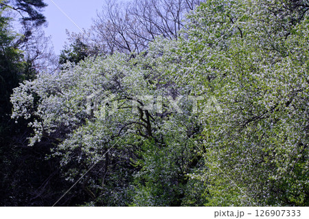 バラ科ナシ属マメナシの開花 126907333