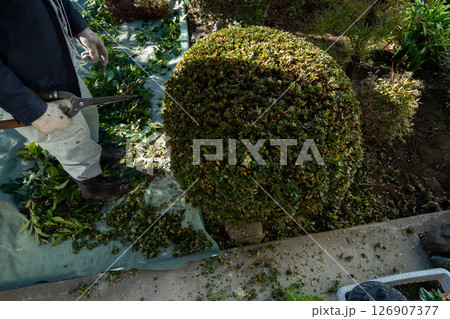 庭師　植木屋 126907377