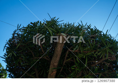 庭師　植木屋 126907380