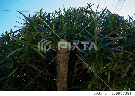 庭師　植木屋 126907381