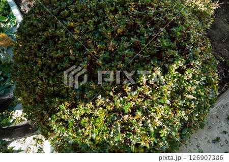 庭師 植木屋 庭師 植木屋 126907386