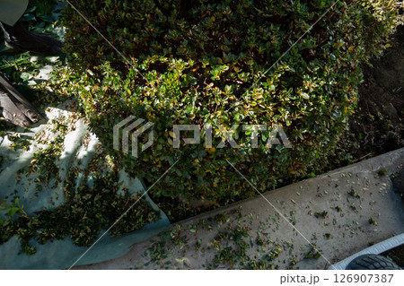 庭師 植木屋 庭師 植木屋 126907387