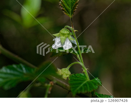 バラ科キイチゴの開花 バラ科キイチゴの開花 126907426