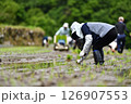 田植えをする棚田オーナー 田植えをする棚田オーナー 126907553