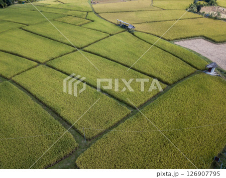 Aerial view of rice paddy field in Pua district a significant maize growing area in Nan province of Thailand. Aerial view of rice paddy field in Pua district a significant maize growing area in Nan province of Thailand. 126907795