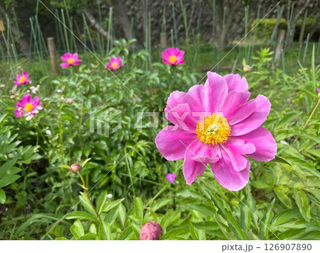芍薬 芍薬 126907890