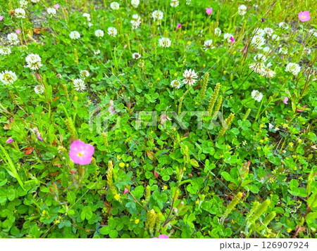 シロツメクサ 126907924