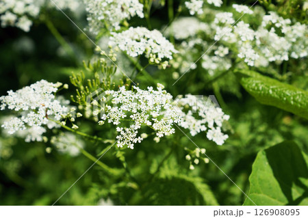 シャク　“山野草” 126908095