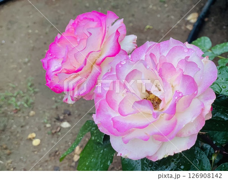 雨上がりの薔薇 126908142