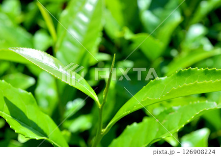 お茶の新芽 お茶の新芽 126908224