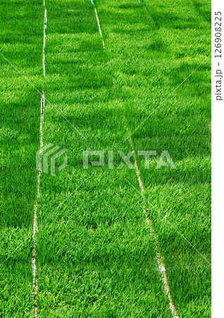 早苗の苗床 126908225