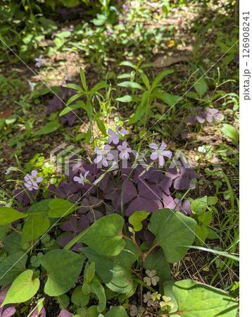 オキザリス・トリアングラリス 126908241