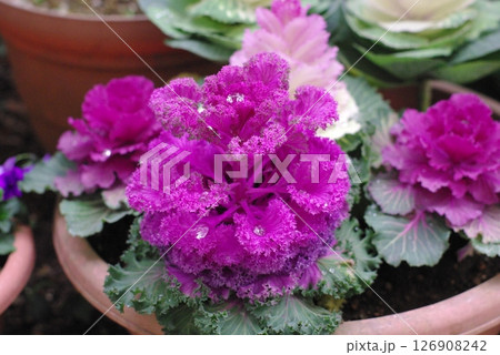 葉牡丹（ハボタン） 126908242