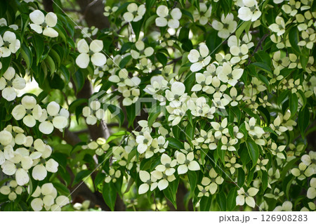 コルヌス「月光」 Hong Kong dogwood 'Gekko' コルヌス「月光」 Hong Kong dogwood 'Gekko' 126908283