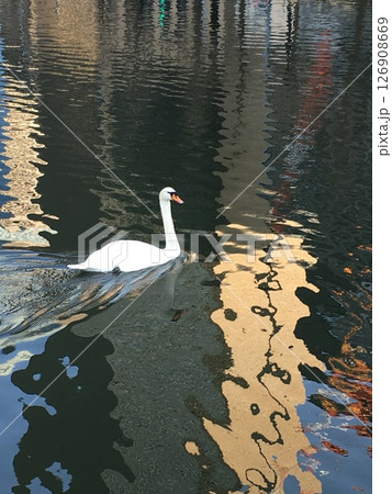 皇居のお濠に浮かぶ白鳥 皇居のお濠に浮かぶ白鳥 126908669