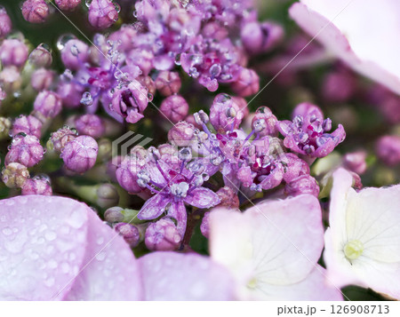 水滴が付いた額紫陽花の花 126908713
