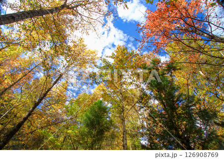 Winter Forest Scenery in XiuLuan Mountain, Jianshi Township, Taiwan. Winter Forest Scenery in XiuLuan Mountain, Jianshi Township, Taiwan. 126908769