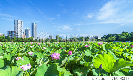 夏の上野公園　不忍池の蓮と街並み【東京都・台東区】 126908818