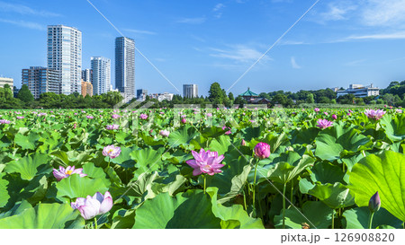 夏の上野公園 不忍池の蓮の花とビル群【東京都・台東区】 夏の上野公園 不忍池の蓮の花とビル群【東京都・台東区】 126908820
