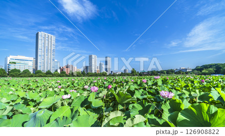 夏の上野公園 不忍池の蓮と街並み【東京都・台東区】 夏の上野公園 不忍池の蓮と街並み【東京都・台東区】 126908822
