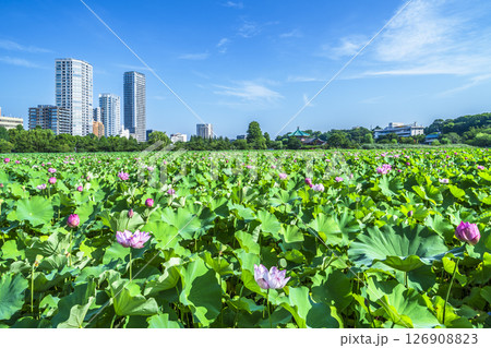 夏の上野公園　不忍池の蓮と街並み【東京都・台東区】 126908823