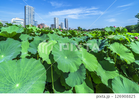 夏の上野公園　不忍池の蓮と街並み【東京都・台東区】 126908825