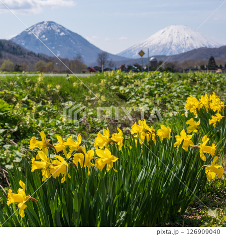 春双子の羊蹄山をバックに黄色い水仙の花が咲いている風景 126909040