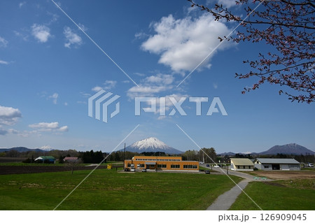北の大地の春 残雪の山々と つぼみの桜 北の大地の春 残雪の山々と つぼみの桜 126909045