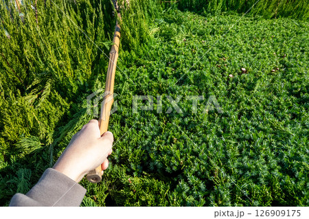 カイヅカイブキの剪定した葉を竹ぼうきで払い落とす 126909175