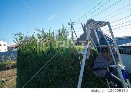 カイヅカイブキの剪定 円柱形仕立て カイヅカイブキの剪定 円柱形仕立て 126909189