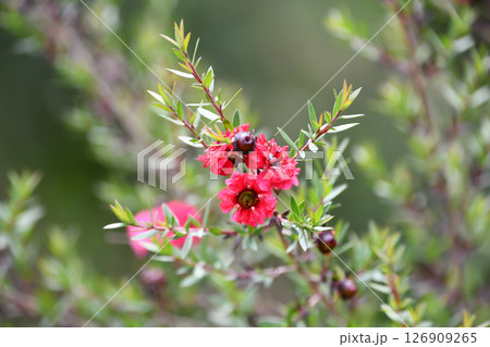 ギョリュウバイ　manuka, tea tree 126909265