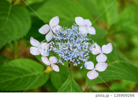 ヤマアジサイ Hydrangea serrata 126909266