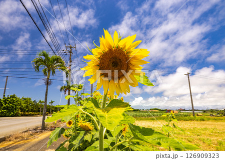 沖縄県宮古島　ひまわりと青い空 126909323