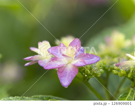 水滴が付いたアジサイの花 水滴が付いたアジサイの花 126909801