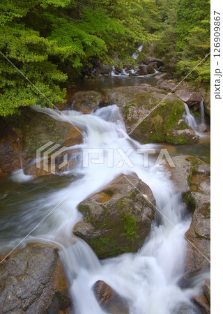屋久島の白谷雲水峡 126909867