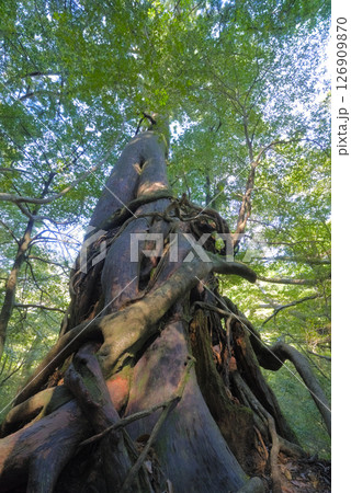 屋久島、白谷雲水峡にある女神杉 126909870