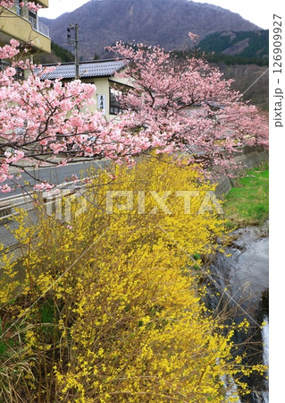 あつみ温泉 温泉街 満開の桜並木 あつみ温泉 温泉街 満開の桜並木 126909927