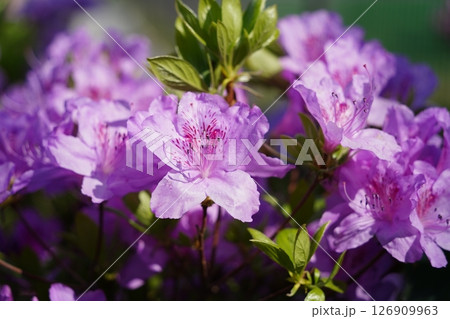 Close-Up of Vibrant Pink Azalea Bush in Full Bloom 126909963
