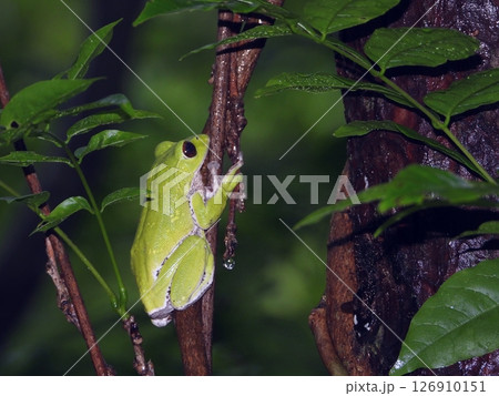 モリアオガエル 126910151