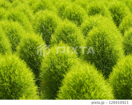 コキアが密集している様子 コキアが密集している様子 126910921