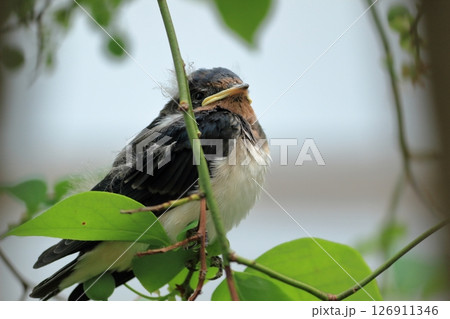 はじめて巣から出て近くの木の枝にとまるツバメの子 はじめて巣から出て近くの木の枝にとまるツバメの子 126911346