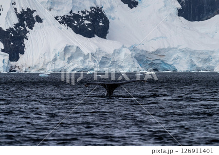 Tail of a humpback whale in the Antarctic Tail of a humpback whale in the Antarctic 126911401
