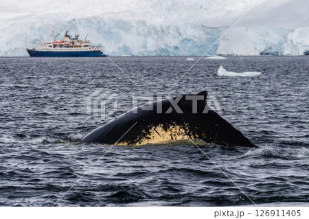 Close-up of the back and dorsal fin of a humpback whale 126911405