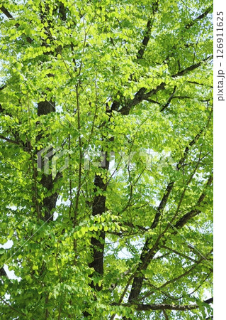 新緑のカツラの木 126911625