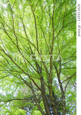 新緑のカツラの木 126911626