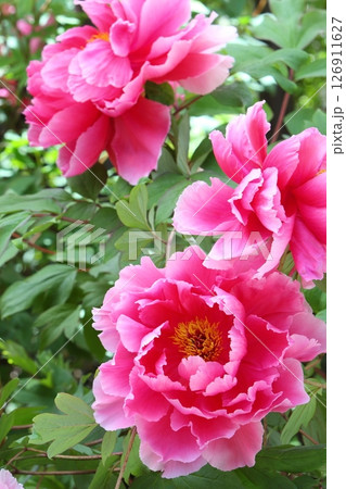 満開の赤い牡丹のクローズアップ 満開の赤い牡丹のクローズアップ 126911627