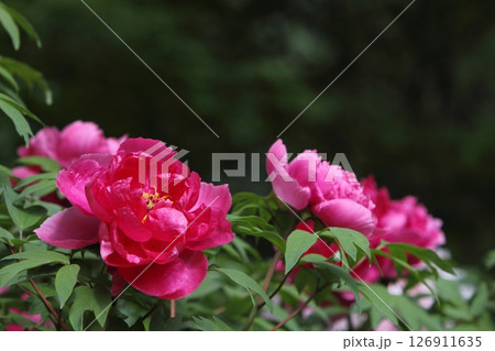 満開の赤い牡丹のクローズアップ 満開の赤い牡丹のクローズアップ 126911635